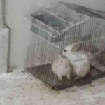 دو عدد خرگوش و قفس
